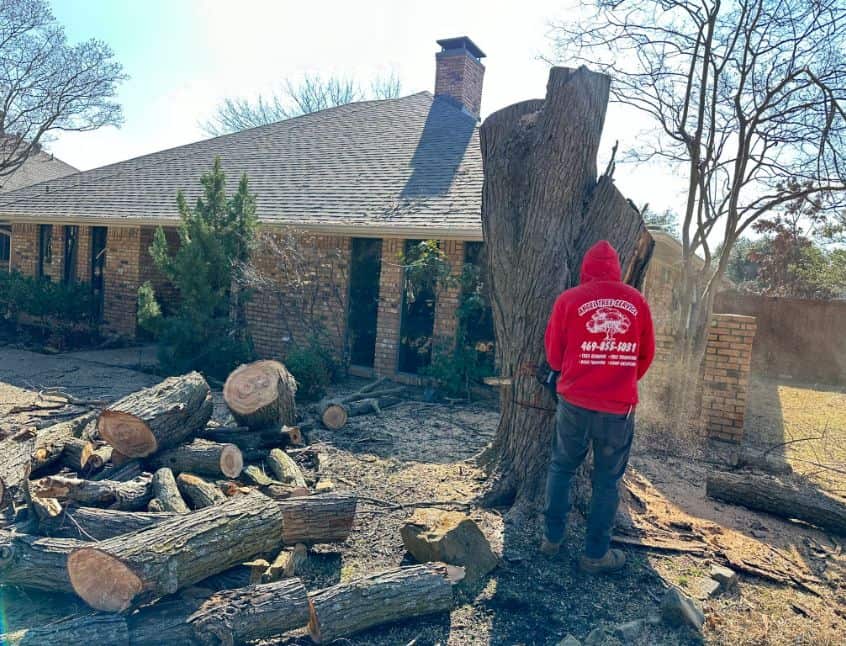 Completed tree service work by Angel Tree Service in Dallas