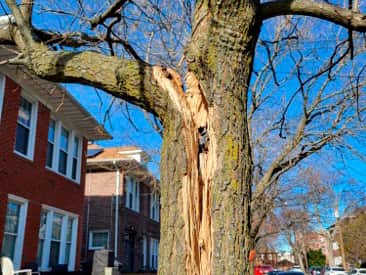 Emergency tree removal service available 24/7