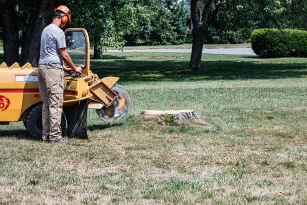 Stump grinding and removal in Dallas