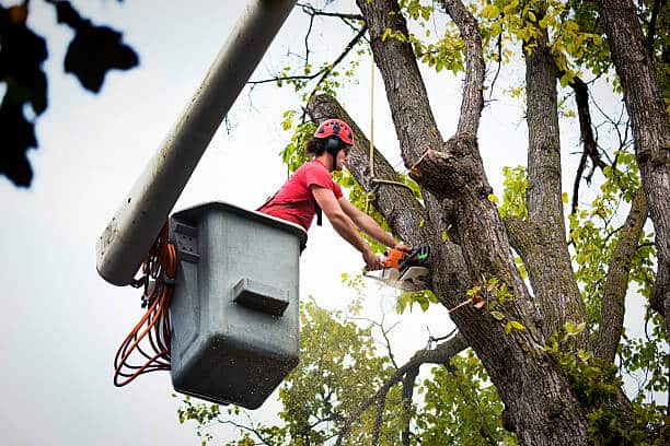 Tree pruning and health care in Dallas