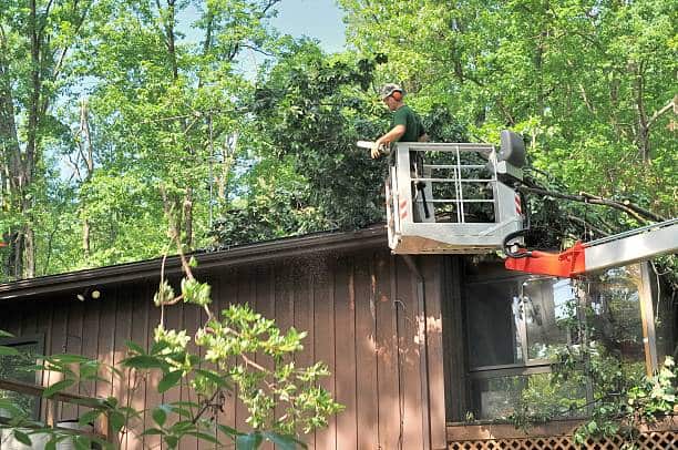 Professional tree removal in Dallas