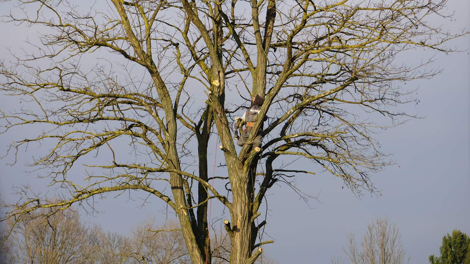 Tree trimming service in Dallas
